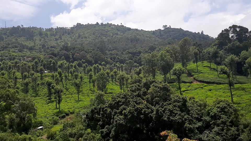 ooty tea plantation